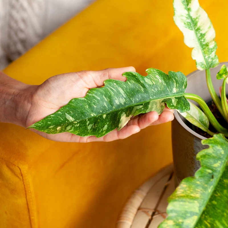 Philodendron 'Ring of Fire' (Rarität)
