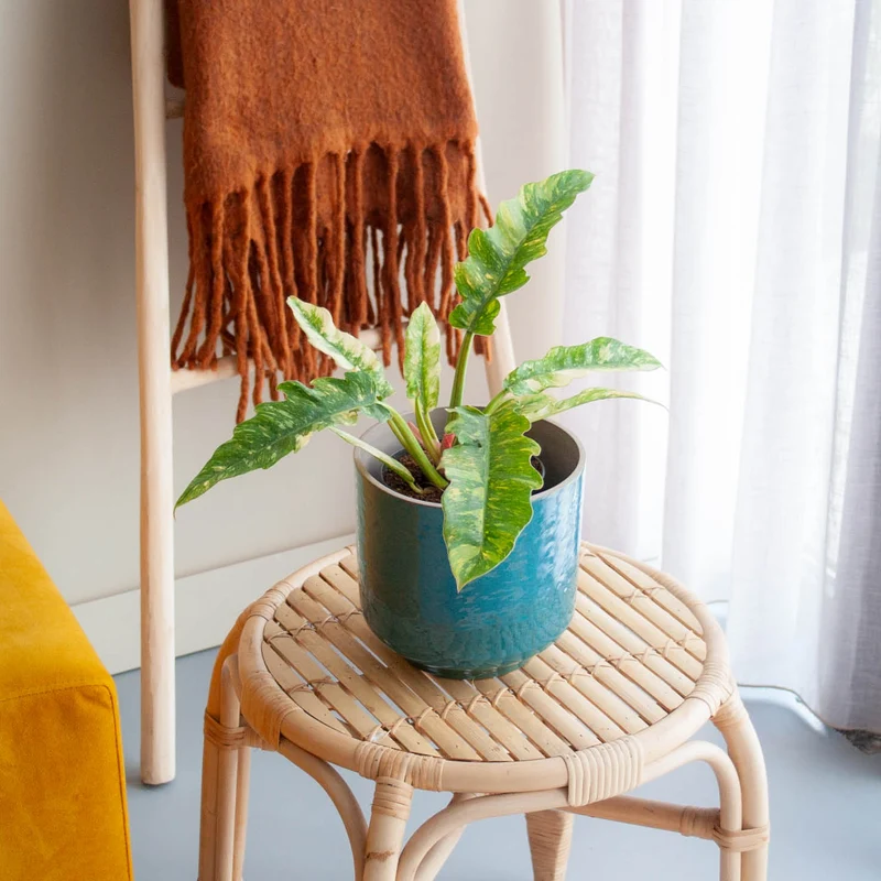 Philodendron 'Ring of Fire' (Rarität)
