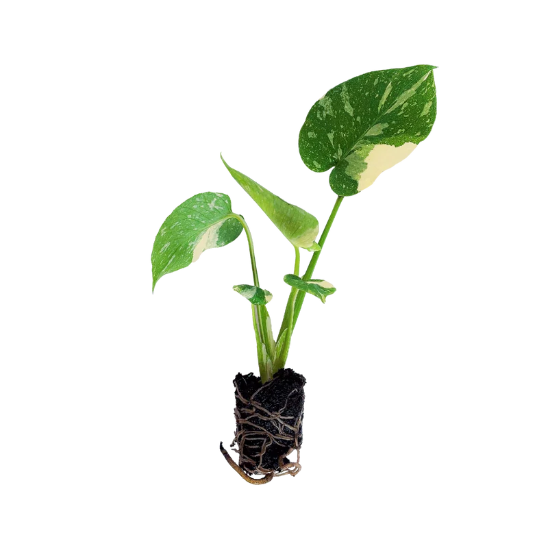 Monstera deliciosa 'Thai Constellation' Steckling (Rarität)