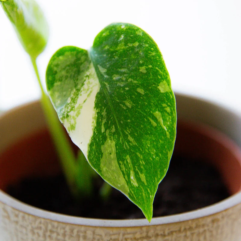 Monstera deliciosa 'Thai Constellation' Steckling (Rarität)