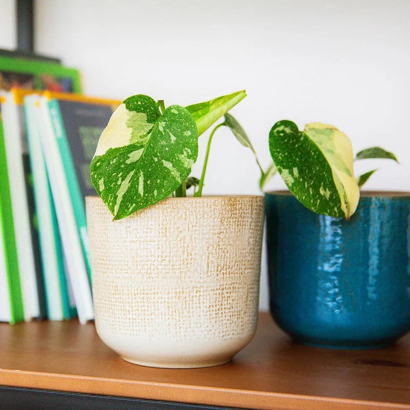 Monstera deliciosa 'Thai Constellation' Steckling (Rarität)