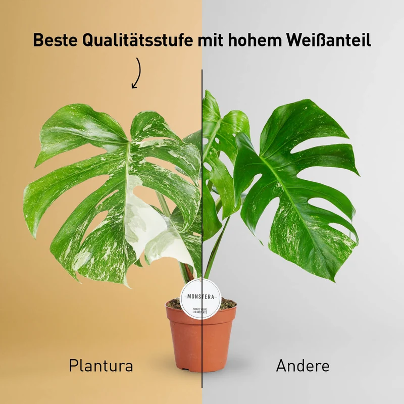 Monstera deliciosa 'Thai Constellation' (Rarität)