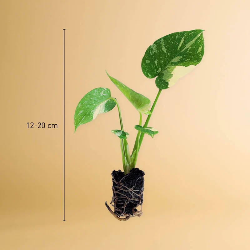Monstera deliciosa 'Thai Constellation' Steckling (Rarität)