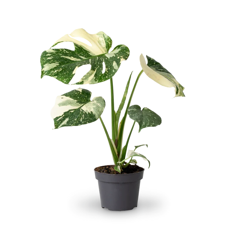 Monstera deliciosa 'Thai Constellation' (Rarität)