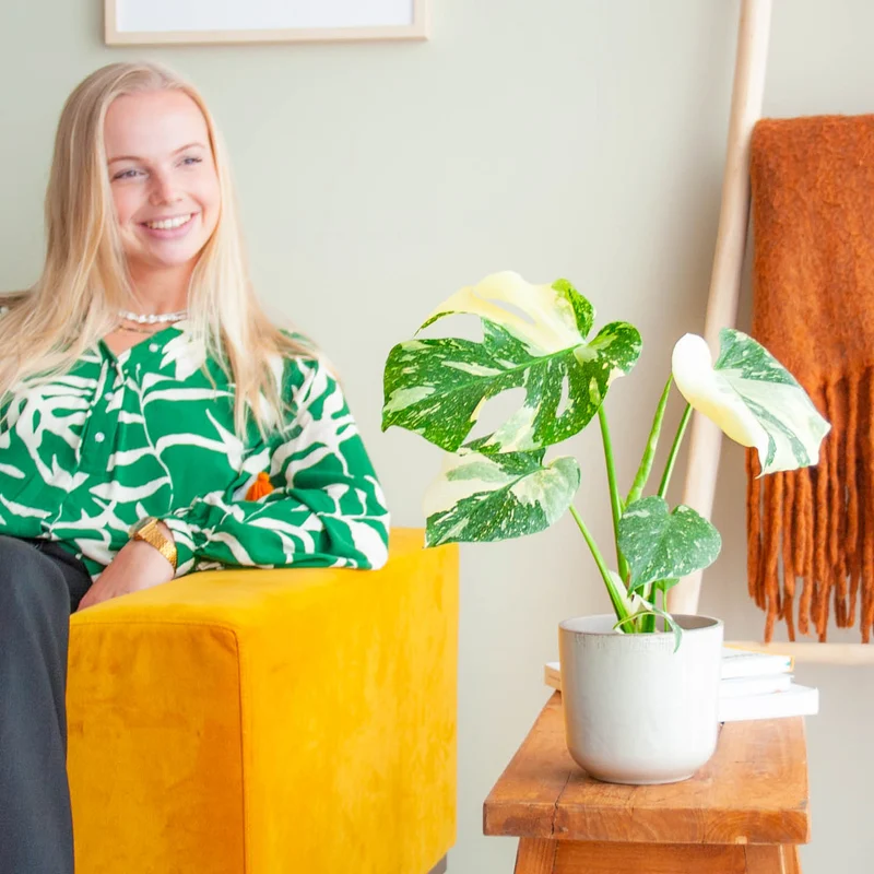Monstera deliciosa 'Thai Constellation' (Rarität)