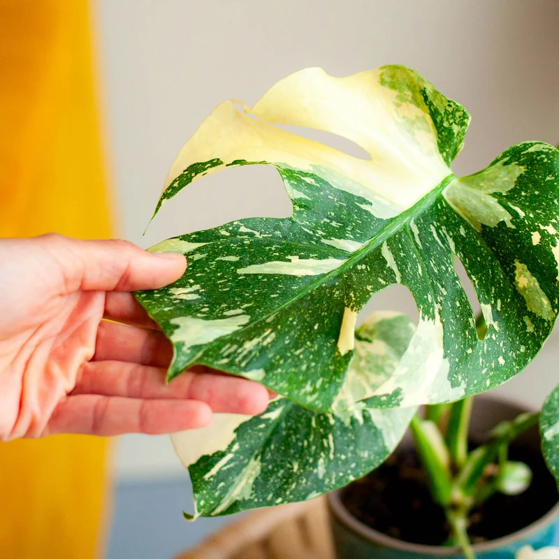 Monstera deliciosa 'Thai Constellation' (Rarität)