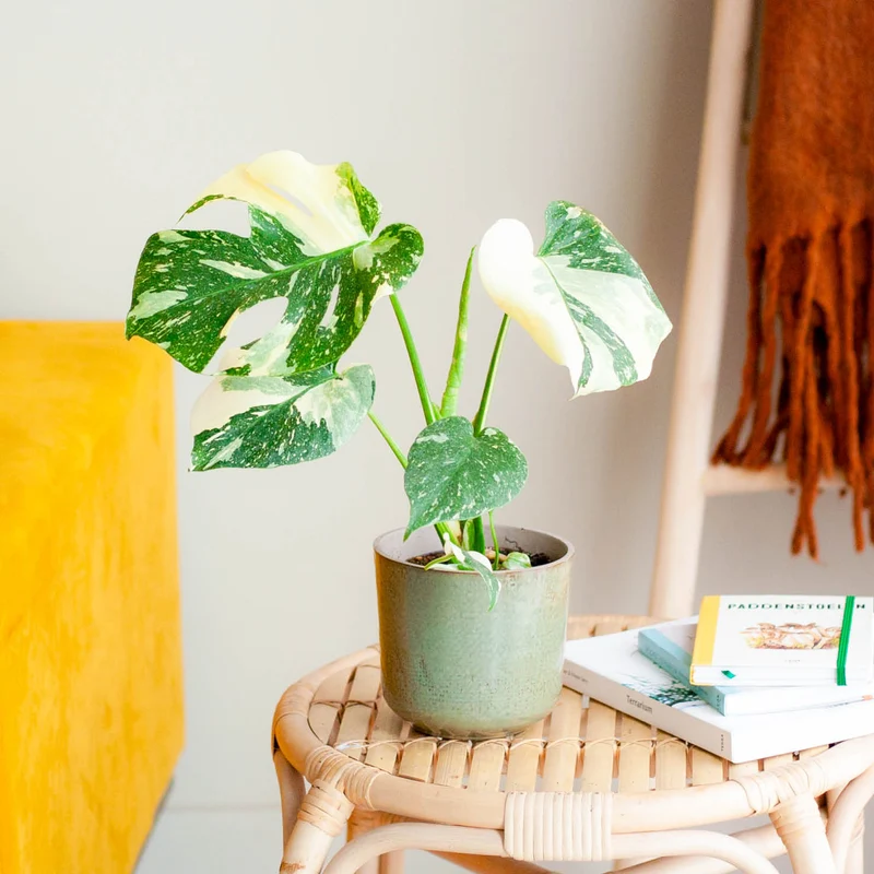 Monstera deliciosa 'Thai Constellation' (Rarität)