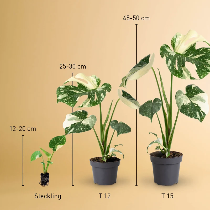 Monstera deliciosa 'Thai Constellation' (Rarität)