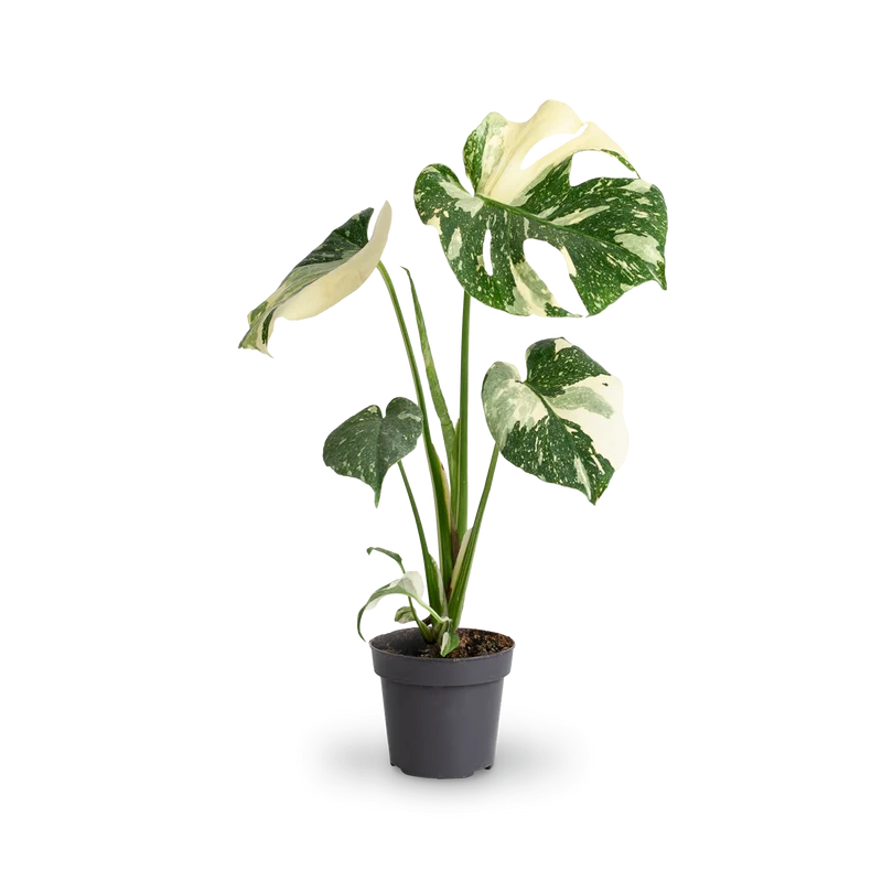 Monstera deliciosa 'Thai Constellation' (Rarität)