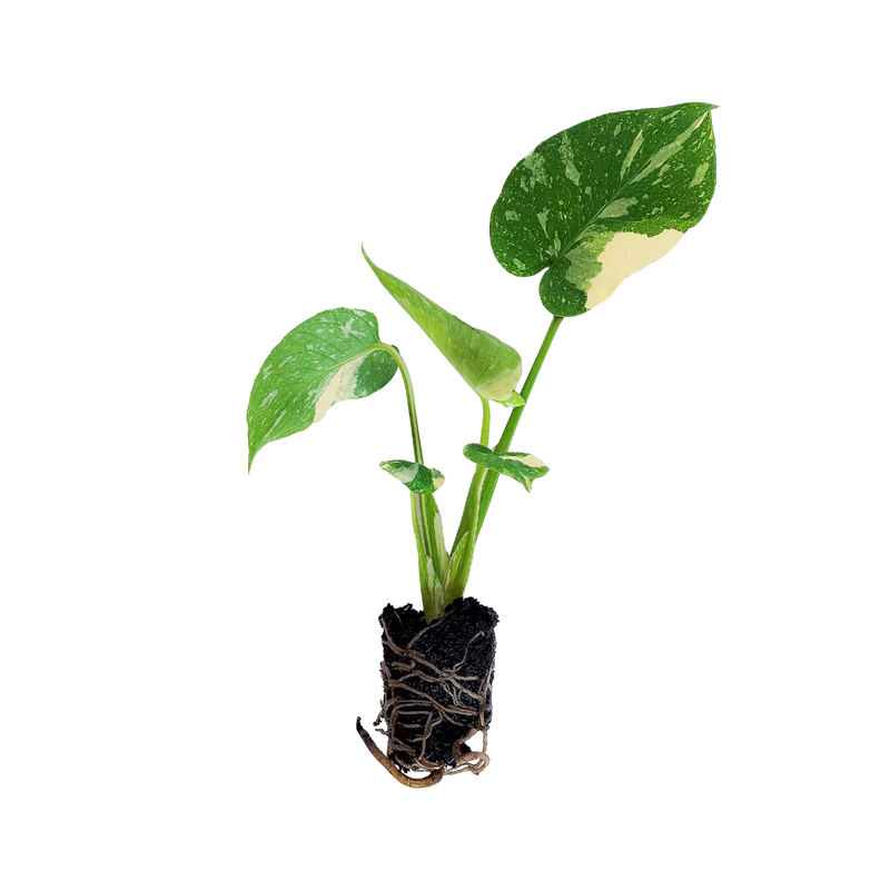 Monstera deliciosa 'Thai Constellation' (Rarität)