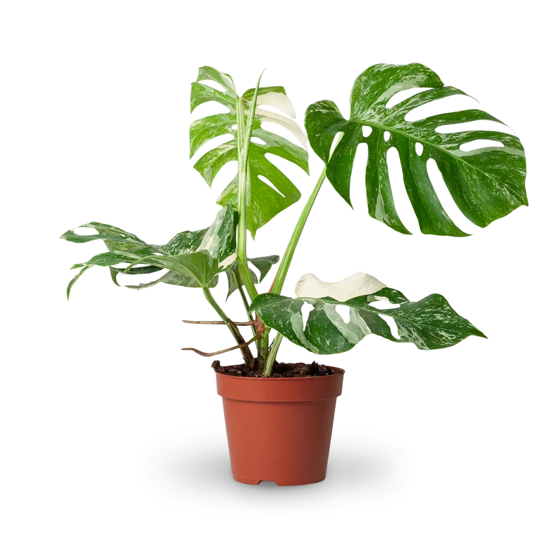 Monstera deliciosa 'Variegata' (Rarität)