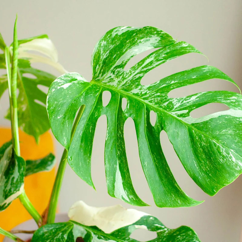Monstera deliciosa 'Variegata' (Rarität)