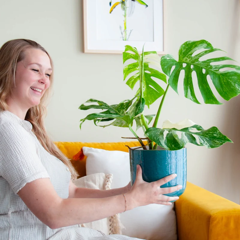 Monstera deliciosa 'Variegata' (Rarität)