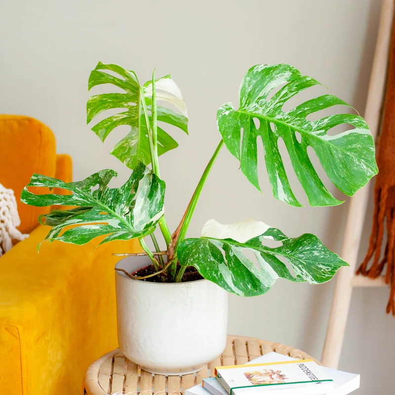 Monstera deliciosa 'Variegata' (Rarität)