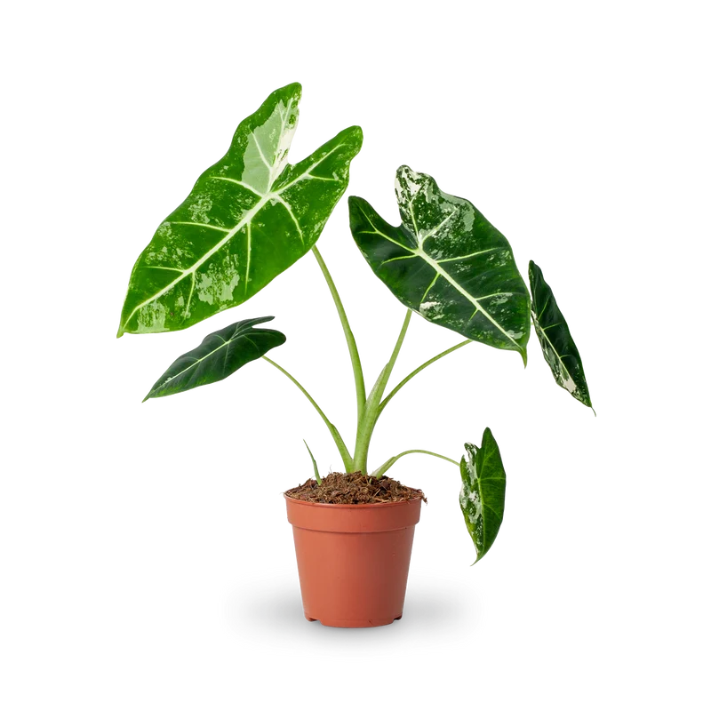 Alocasia 'Frydek' Variegata (Rarität)