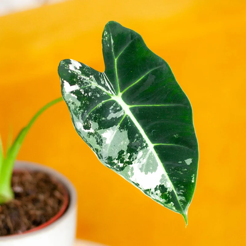 Alocasia 'Frydek' Variegata (Rarität)