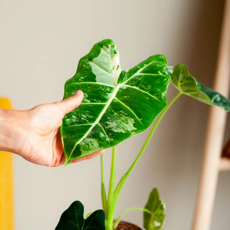 Alocasia 'Frydek' Variegata (Rarität)