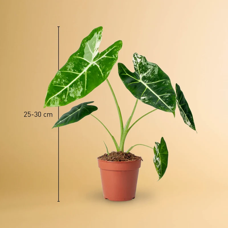 Alocasia 'Frydek' Variegata (Rarität)