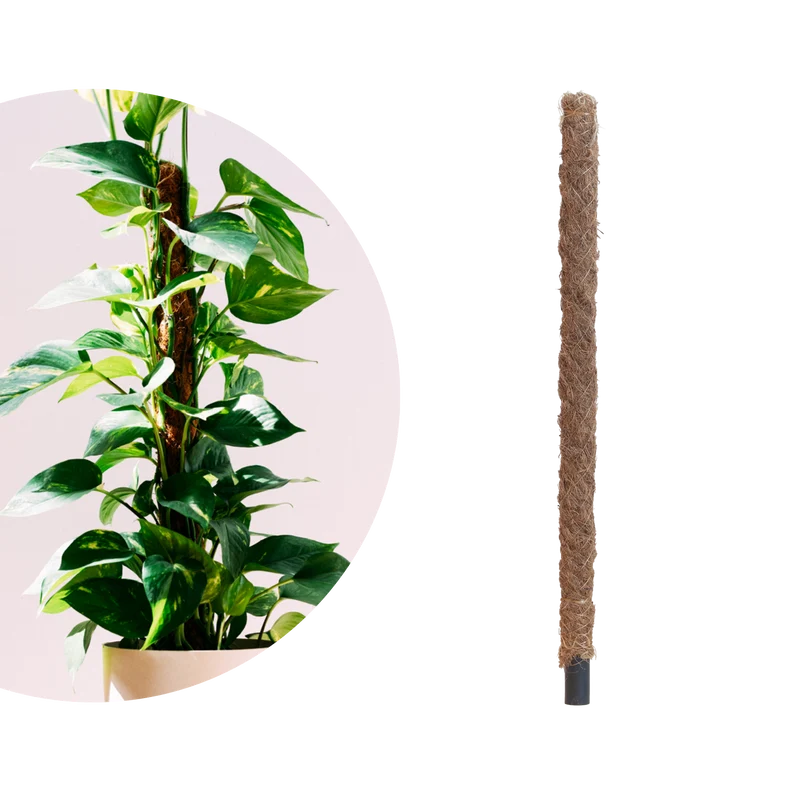 Moosstab Rankhilfe