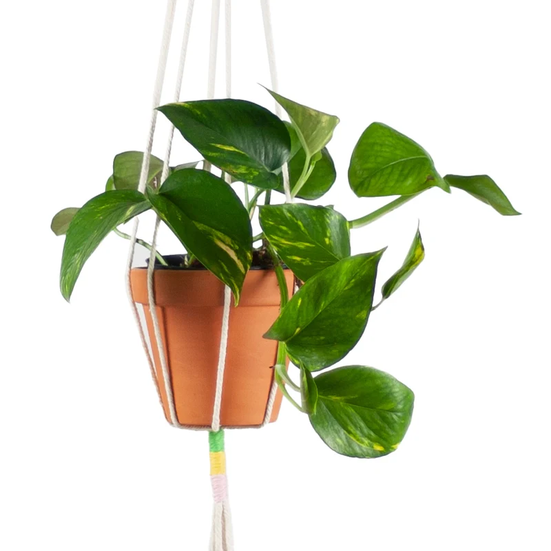 Makramee Blumenampel für 12 cm Töpfe