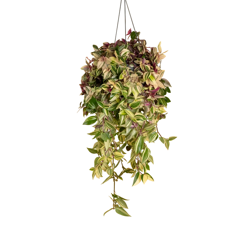 Dreimasterblume 'Quadricolor'