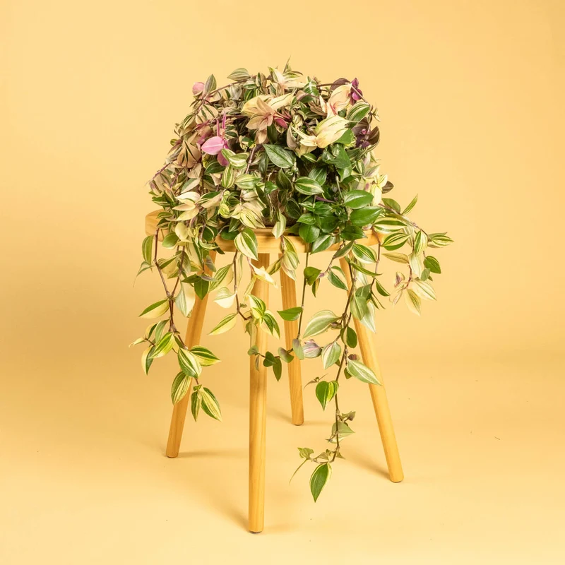 Dreimasterblume 'Quadricolor'