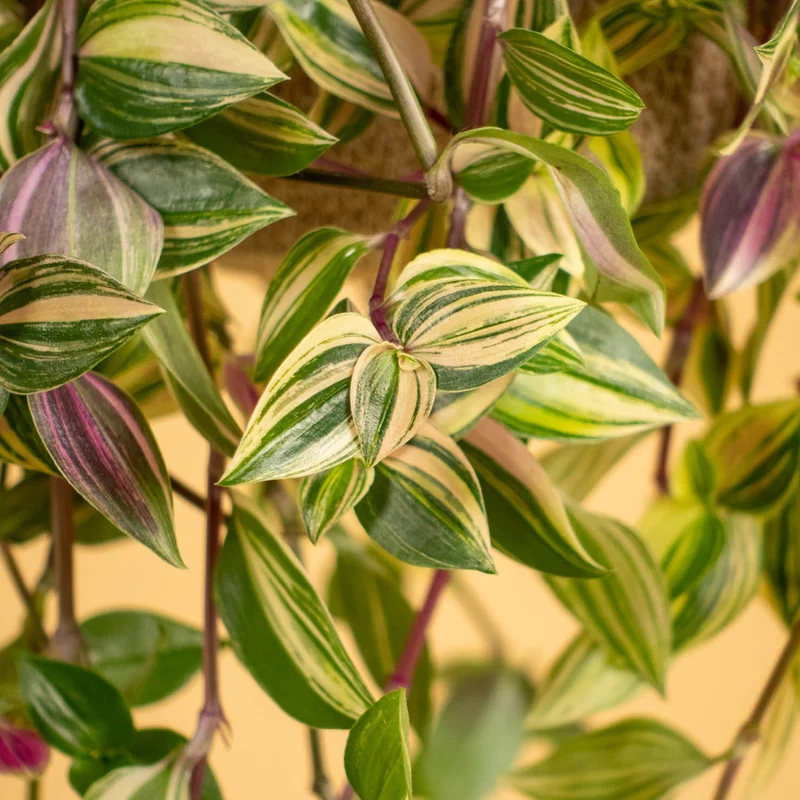Dreimasterblume 'Quadricolor'