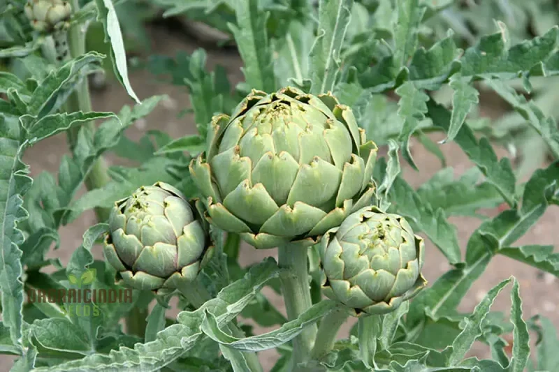 Artichoke 'Romanesco' Seeds - Premium Gardening Seeds for Your Garden | High-Quality Artichoke Seeds for Successful Planting and Growth