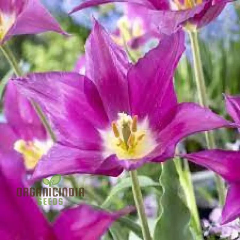 Tulip Purple Dream Bulb Seeds for Vibrant Garden Blooms | Premium Gardening Seeds