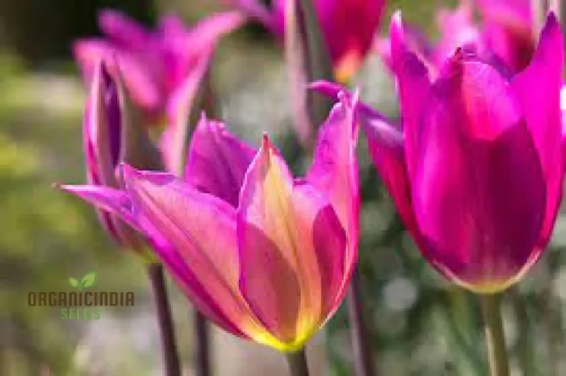 Tulip Purple Dream Bulb Seeds for Vibrant Garden Blooms | Premium Gardening Seeds