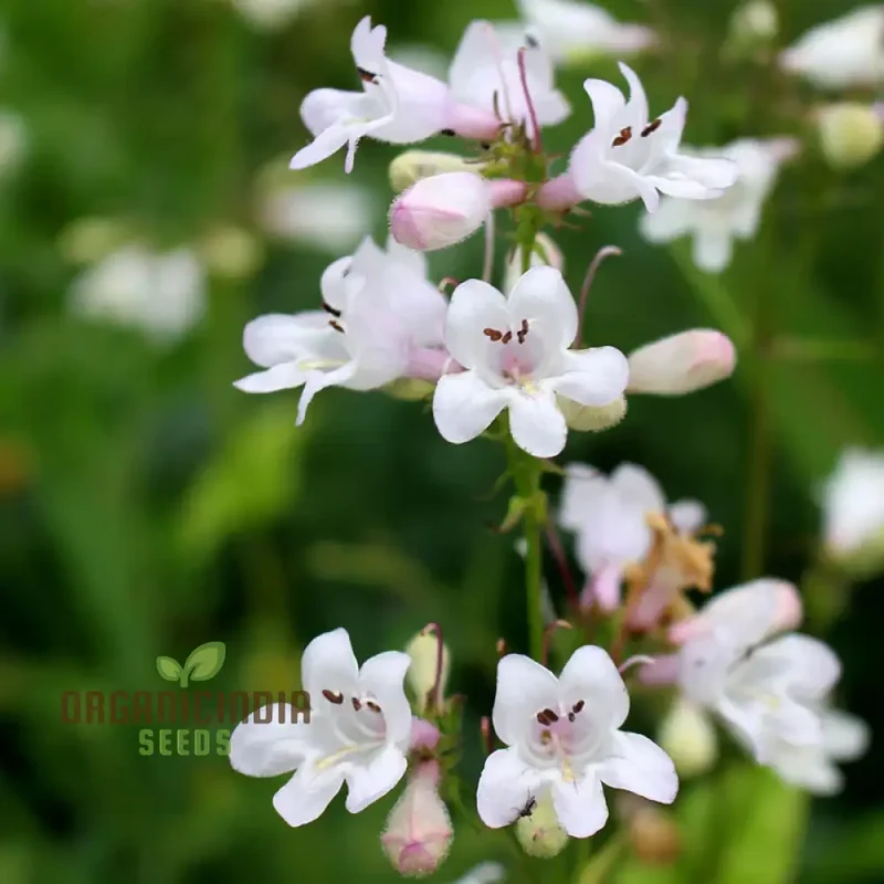 Penstemon Esprit Mixed Flower Seeds For Planting, Vibrant and Diverse Blooms for a Colorful Garden Display