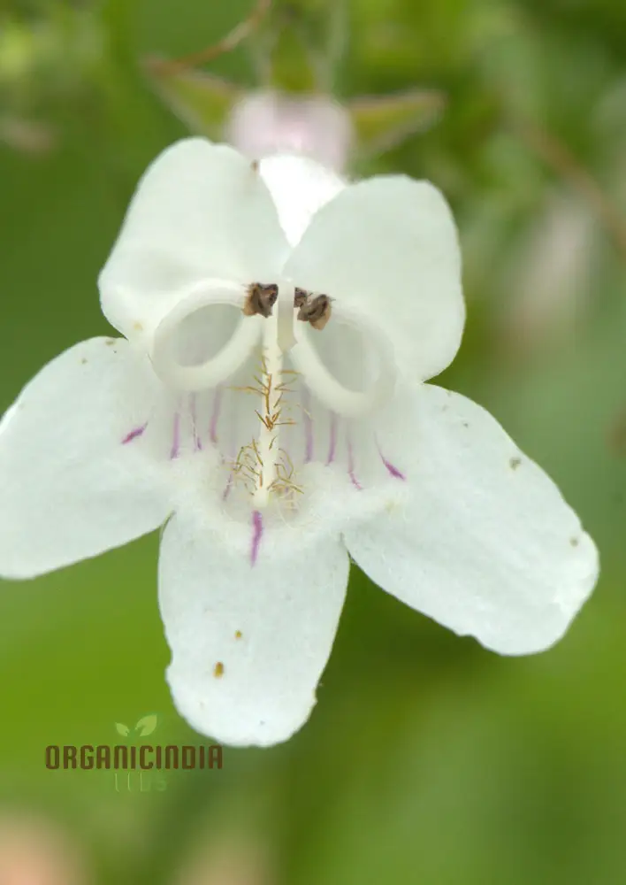 Penstemon Esprit Mixed Flower Seeds For Planting, Vibrant and Diverse Blooms for a Colorful Garden Display