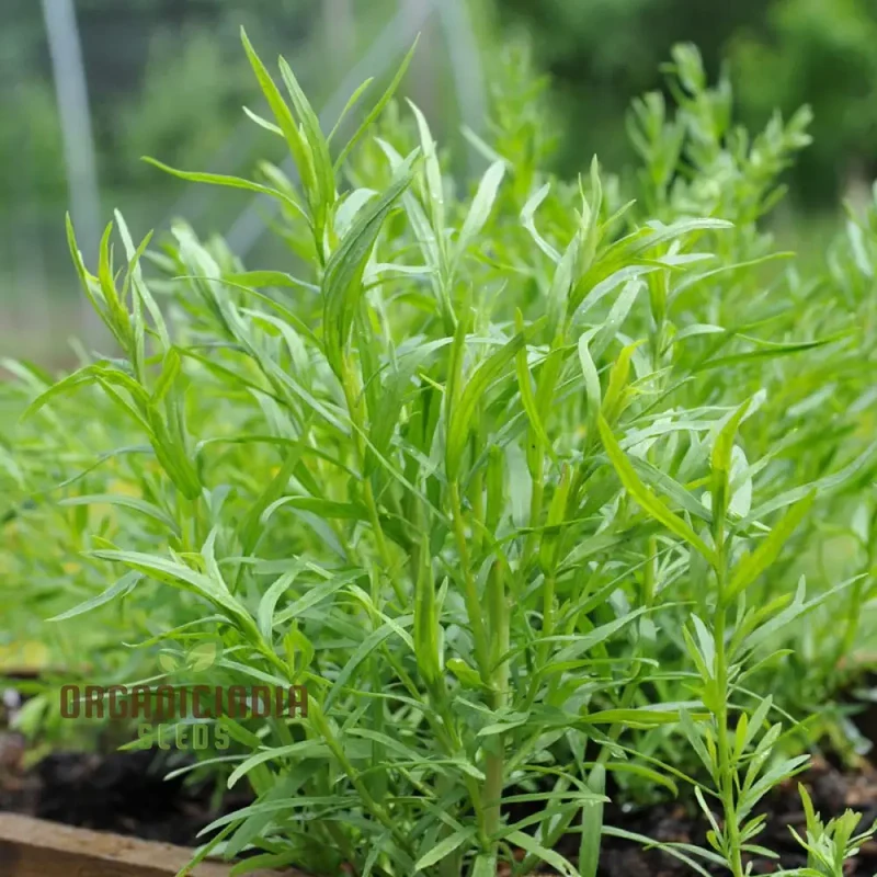 Russian Tarragon Seeds for Planting, Top-Quality Russian Tarragon Seeds, premium Perfect for Home Gardens, Kitchen Gardens