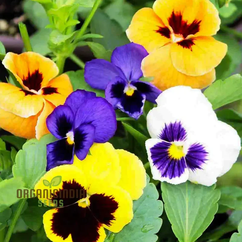 Viola - Swiss Giant Flower Seeds for Planting | Premium Quality Gardening Seeds
