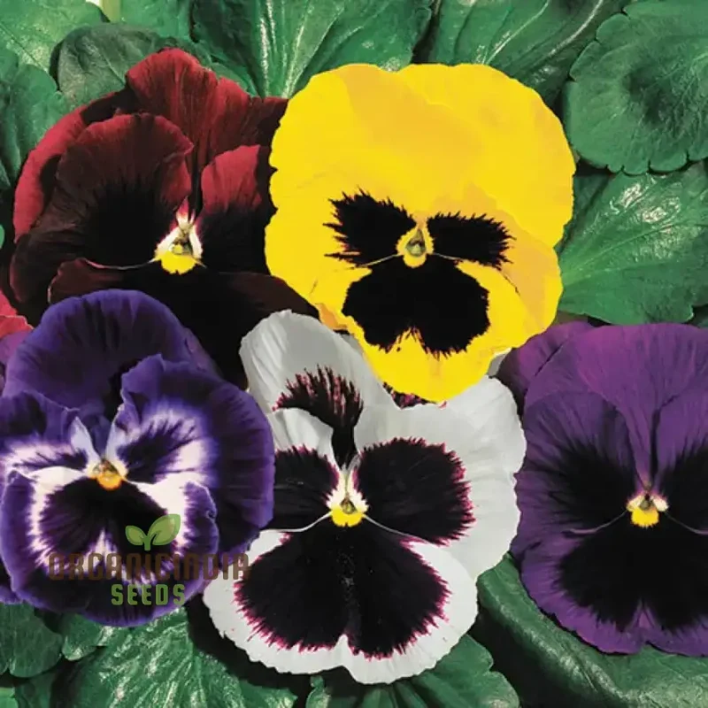 Viola - Swiss Giant Flower Seeds for Planting | Premium Quality Gardening Seeds