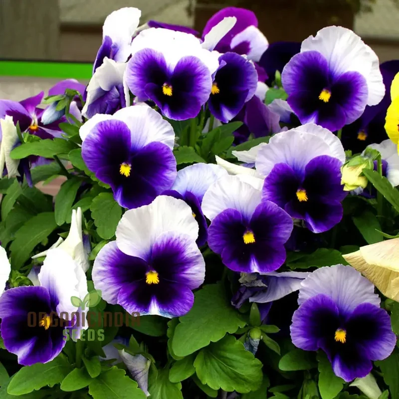 Viola - Swiss Giant Flower Seeds for Planting | Premium Quality Gardening Seeds