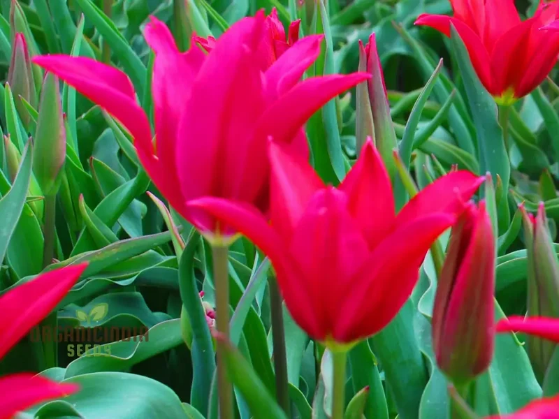 Tulip Doll's Minuet Bulb Seeds- Premium Gardening Seeds for Stunning Blooms | High-Quality Seeds"