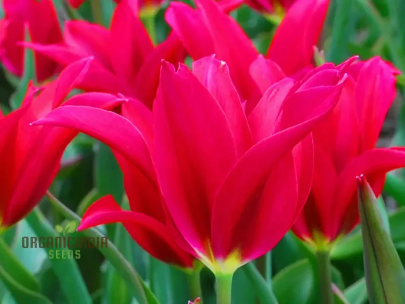 Tulip Doll's Minuet Bulb Seeds- Premium Gardening Seeds for Stunning Blooms | High-Quality Seeds"