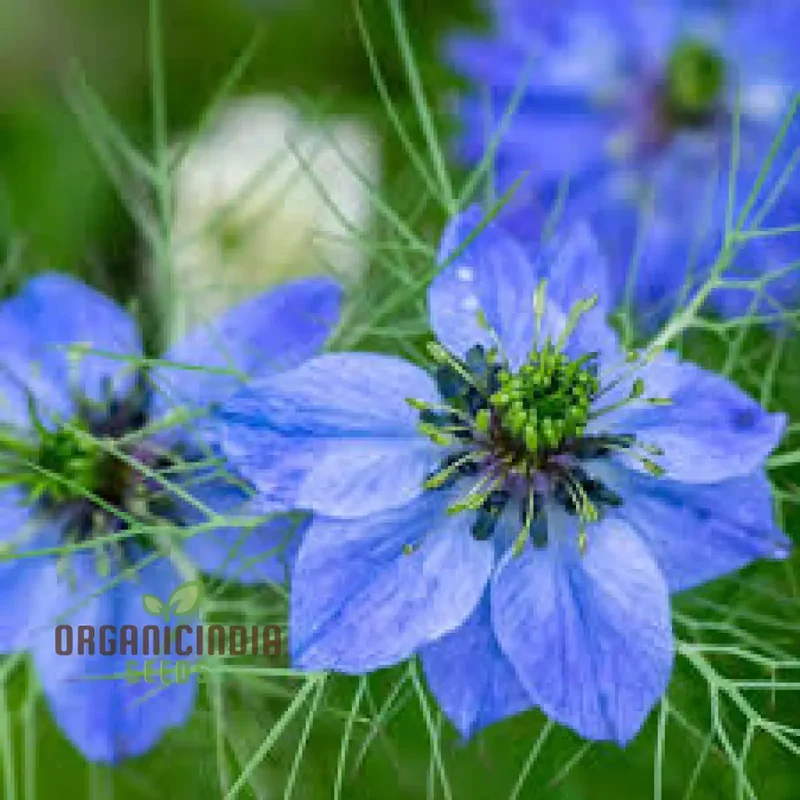LOVE IN A MIST Seeds | Premium Gardening Seeds for Beautiful Blooms