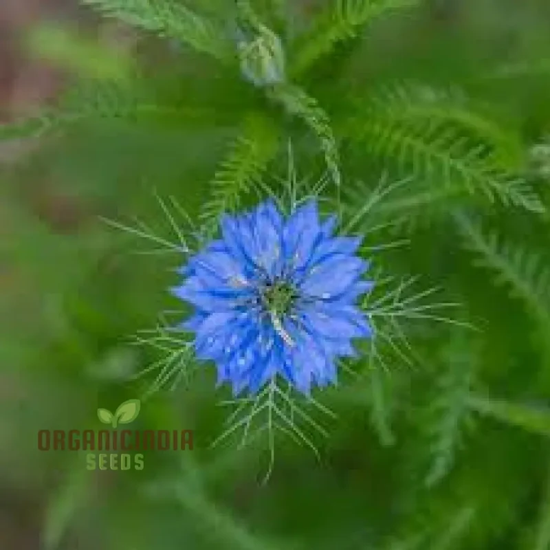 LOVE IN A MIST Seeds | Premium Gardening Seeds for Beautiful Blooms