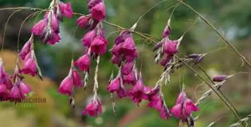 Angel’s Fishing Rods Seeds (Dierama Seeds) - Graceful Arching Blooms for Gardens