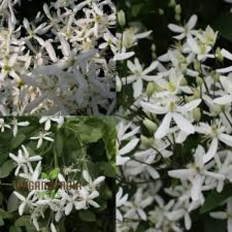 Clematis Mandchurica Seeds, Planting, 100 pcs