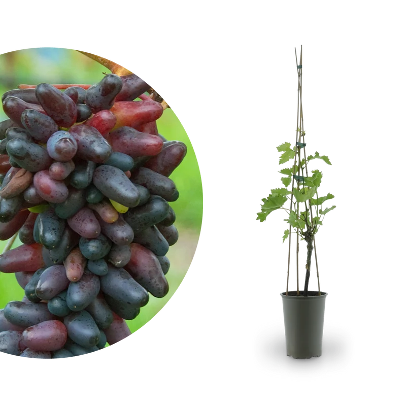 Weinrebe 'Datteltraube'