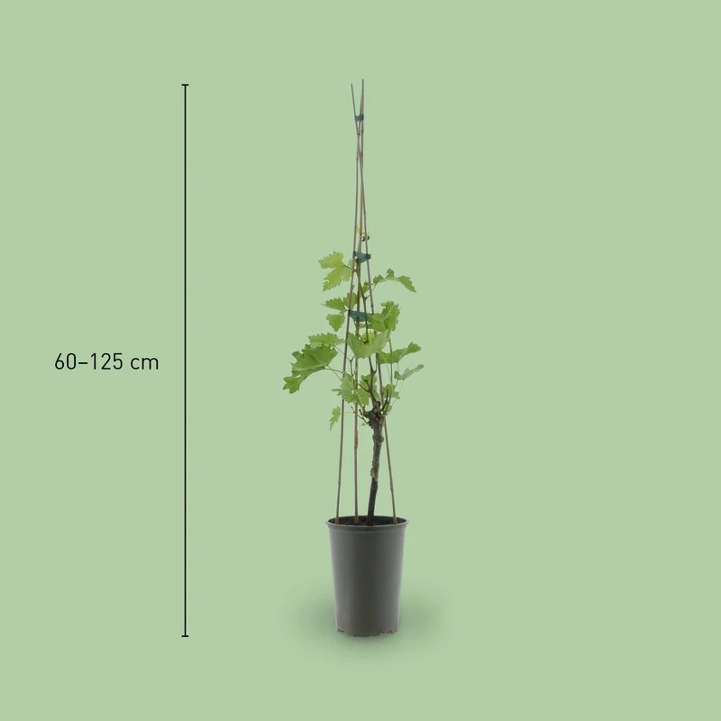 Weinrebe 'Datteltraube'