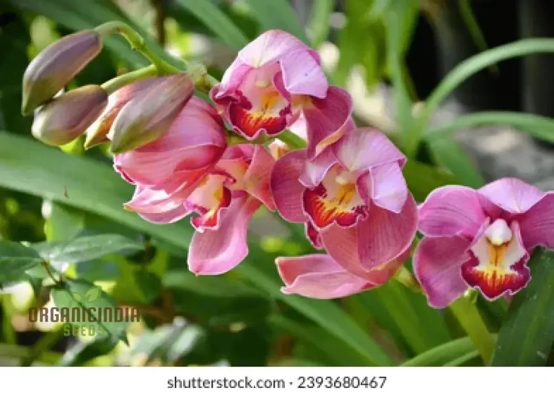 Beautiful Red Cymbidium Flower Seeds, Planting, 100 pcs