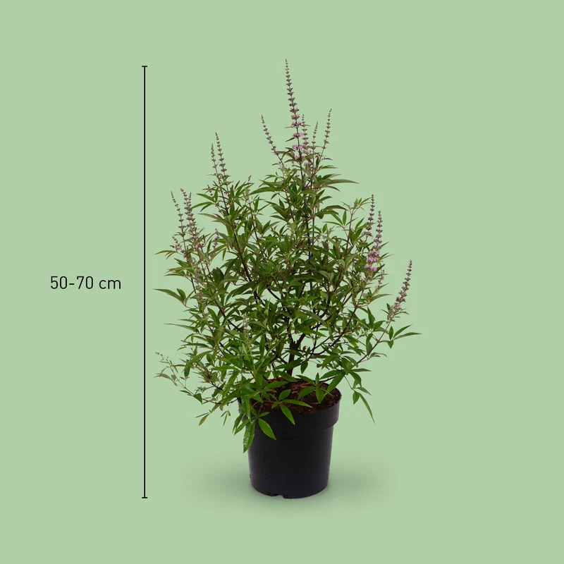 Mönchspfeffer 'Galactic Pink' Rosa