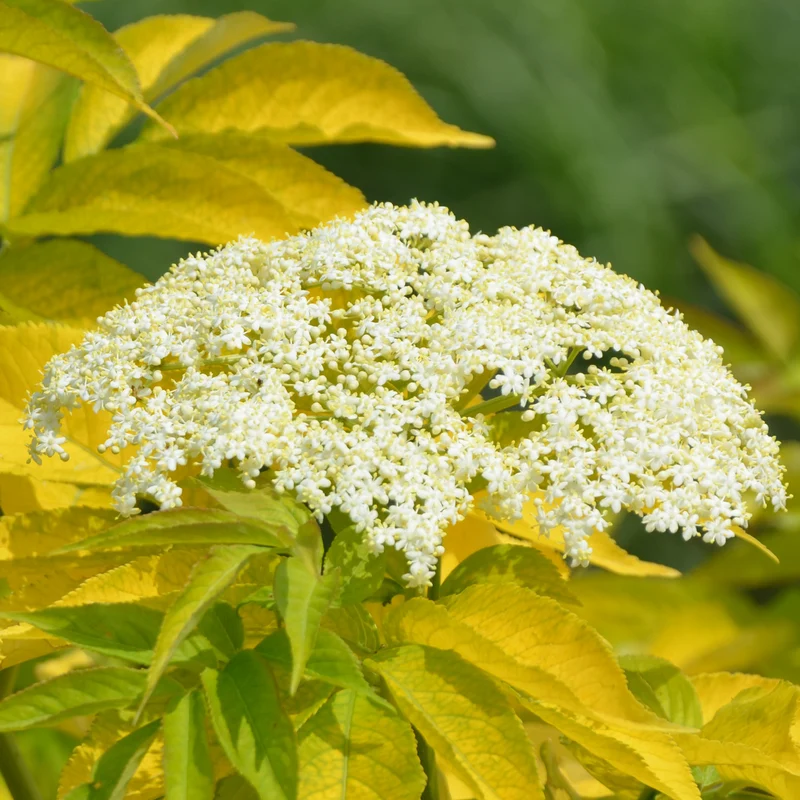Farnblättriger Goldholunder 'Sutherland Gold'