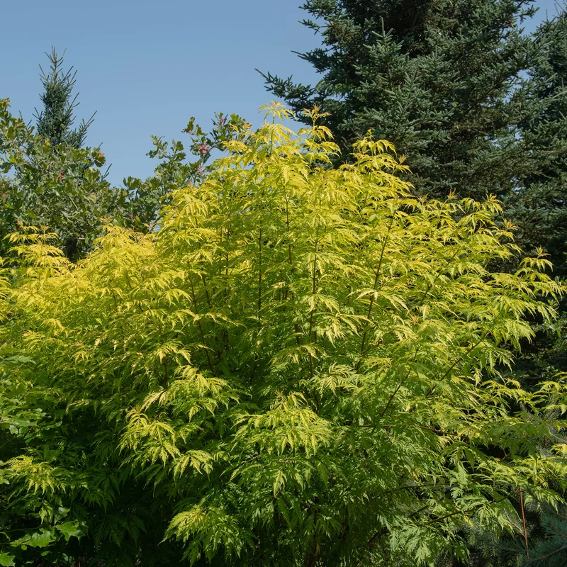 Farnblättriger Goldholunder 'Sutherland Gold'