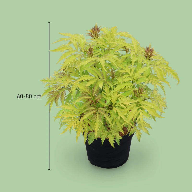 Farnblättriger Goldholunder 'Sutherland Gold'