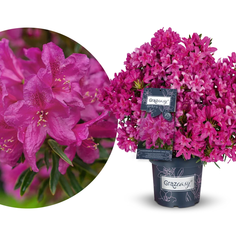 Rhododendron INKARHO® 'Grazeasy®' Purpurrosa
